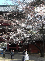 桜と花嫁