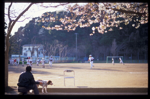 桜の下で