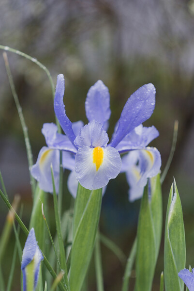 「緑」菖蒲に雨はよく似合う