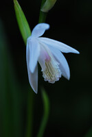 白い紫蘭（シラン）