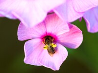 花の中に蜂が・・