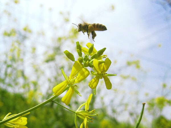 【自然】春四月に舞う蜜蜂
