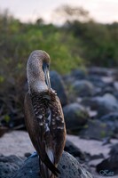 Galápagos Islands 03