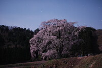 月明かり　発知の地蔵桜