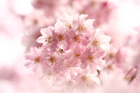 透ける桜花