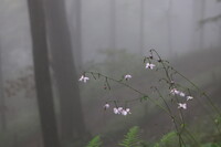 霧の森