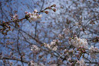 桜、咲きましたねぇ
