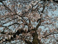 昨日は一分咲き、今日は五分咲き