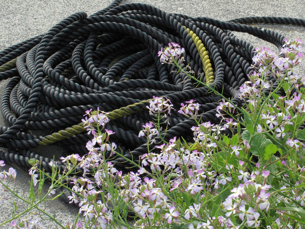 ロープと花