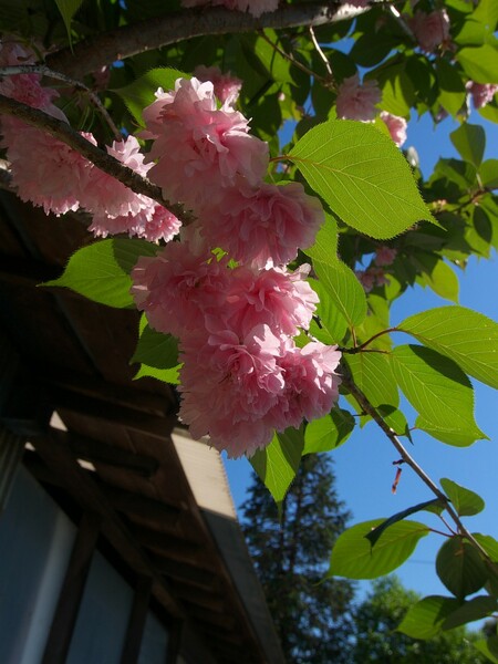 八重桜を…