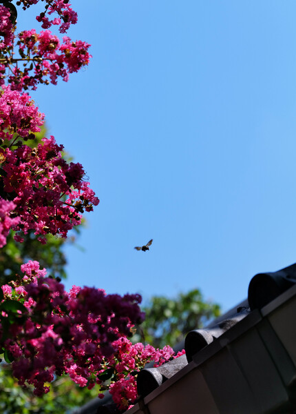 花蜂は元気