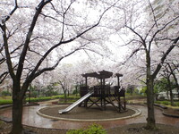 春雨の公園
