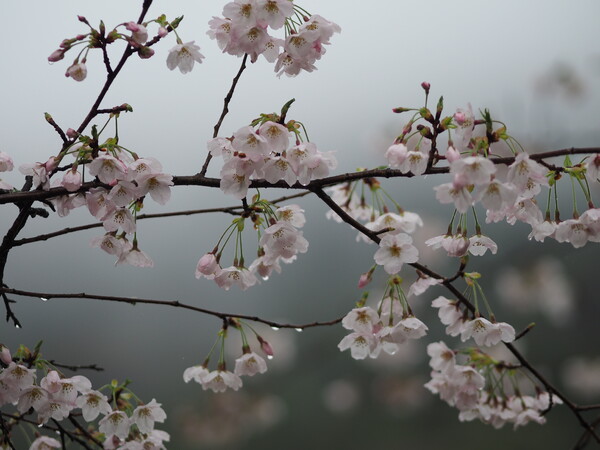 しっとりと、桜咲く