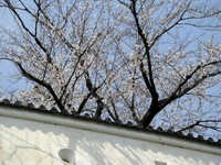 伏見櫓の桜