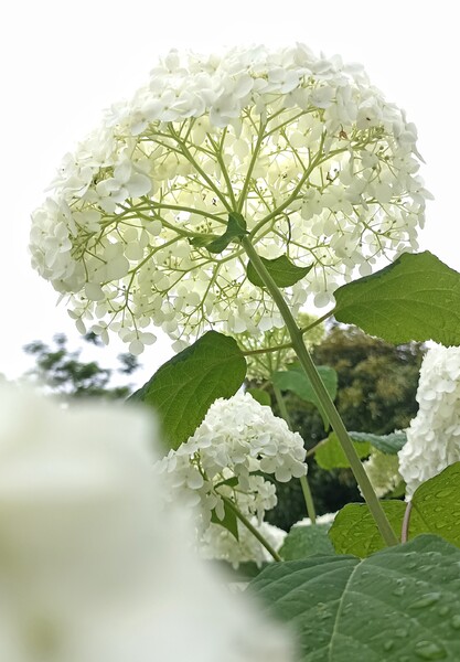 白の輝き