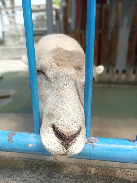 やがて悲しく