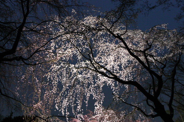 桜〜夜想曲(ノクターン)