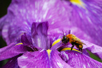 花粉毛皮蜂