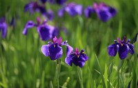 紫の花菖蒲