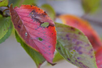 虫に食われた桜葉②