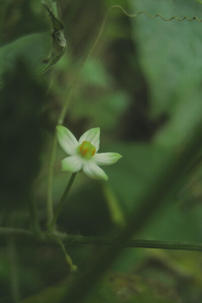 静かな瓜の花「スズメウリ」