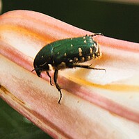 コアオハナムグリ