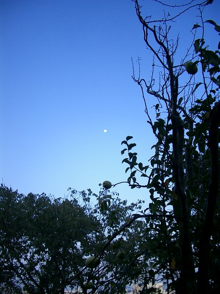 〜　花梨と月　〜