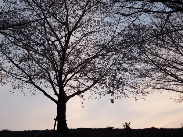 【おだやかに・・・春】桜起こす朝の空