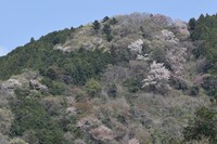 東京の山は春たけなわ