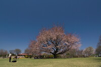 桜を撮る人