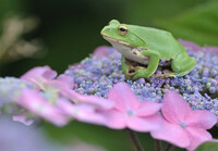 紫陽花とアマガエル