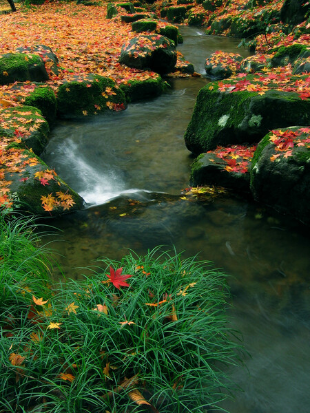 落ち葉のある渓