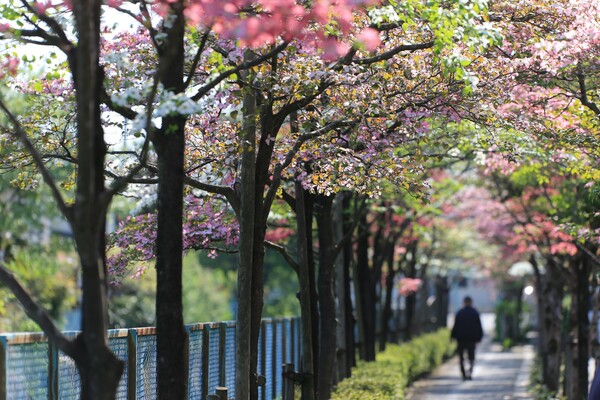 【今年の一枚】4月：ハナミズキ咲く散歩道
