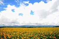 夏雲　と　ひまわり畑