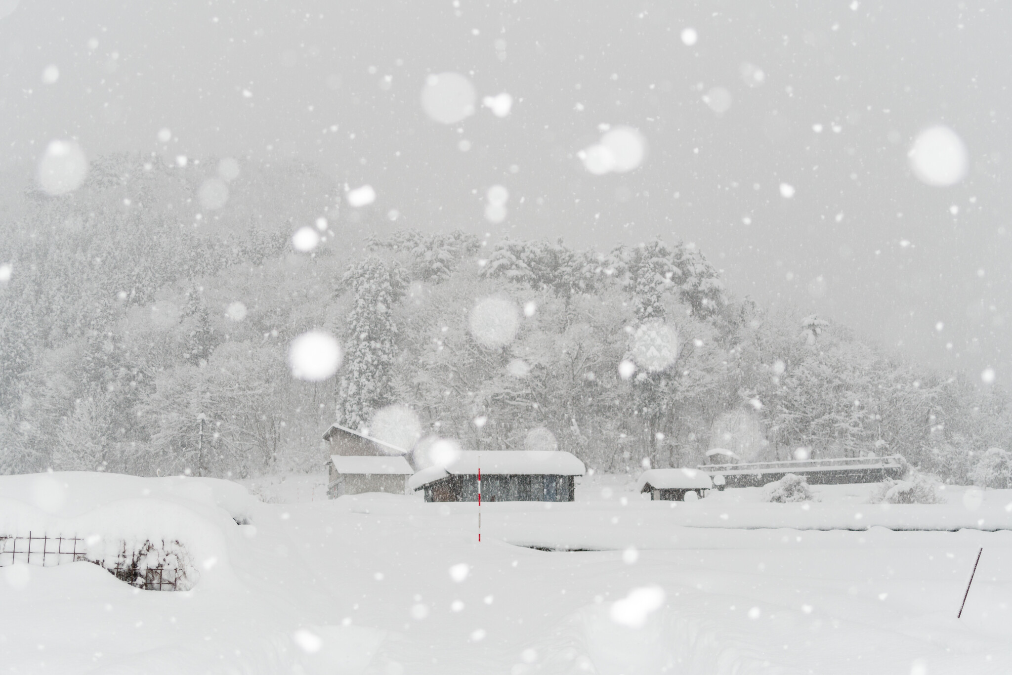 冬の妖精 降臨Ⅱ