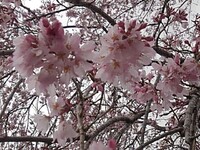 3月の終わり頃の枝垂桜