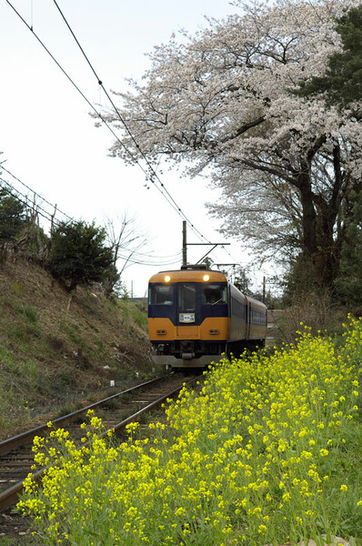 『春』菜の花とさくらと鉄道と