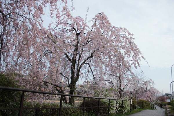 枝垂桜並木