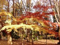 ◆紅葉スケッチ-61 神代植物公園(21)