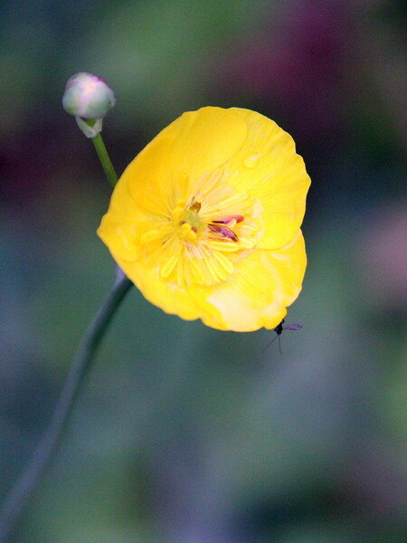 【縦画像】黄色な花