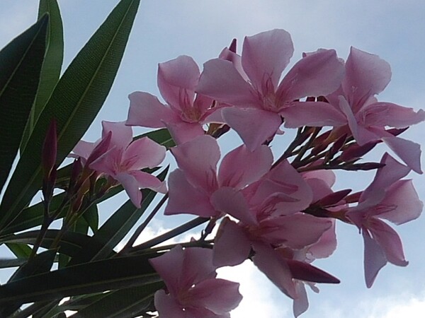 青空と似合うピンクの花