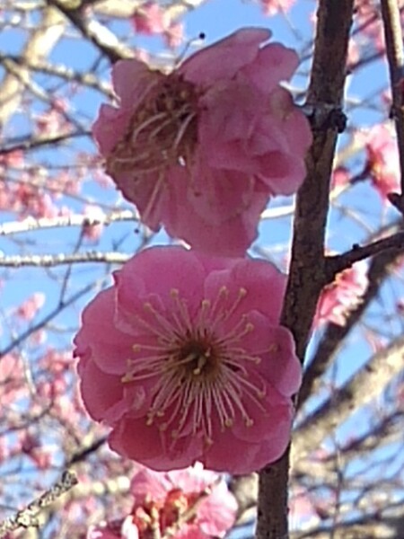 ピンク色の梅の花コンビ