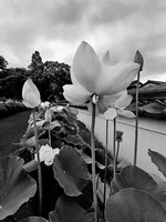 白花