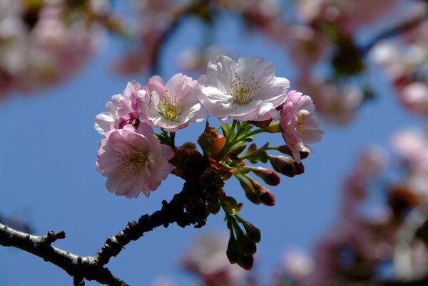 今年最後の桜かな？