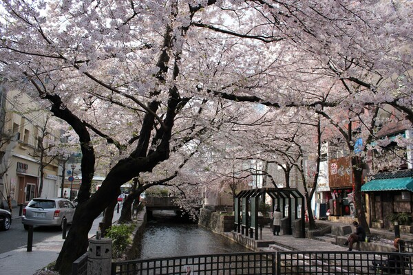 京都、桜の頃の喫煙所