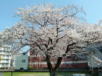 空地の桜