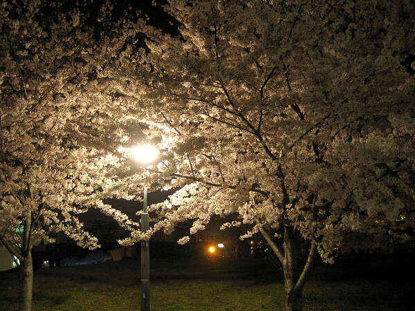 大阪【桜】の夜半は過ぎて