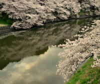 千鳥が淵の桜