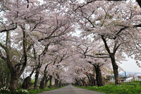 桜のトンネル