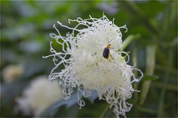 白いブラシ花、キカラスウリ